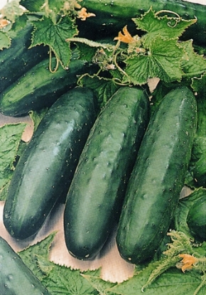 Picture of Organic Cucumber Marketmore